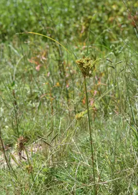 Cyperus eragrostis Lam.