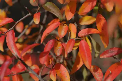 Gymnanthes klotzschiana Müll.Arg.