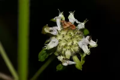 Hyptis lorentziana O.Hoffm.