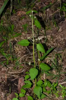 Hyptis lorentziana O.Hoffm.