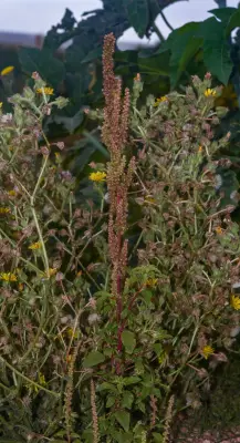 Amaranthus hybridus L.