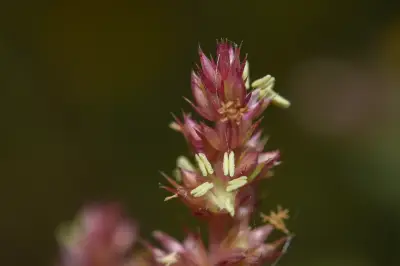 Amaranthus hybridus L.