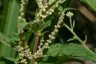 Boehmeria cylindrica (L.) Sw.