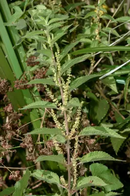 Boehmeria cylindrica (L.) Sw.