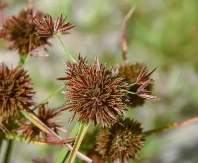 Cyperus haspan L.