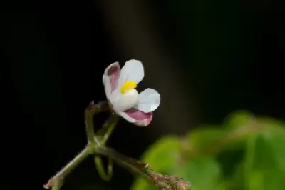 Cardiospermum halicacabum L.