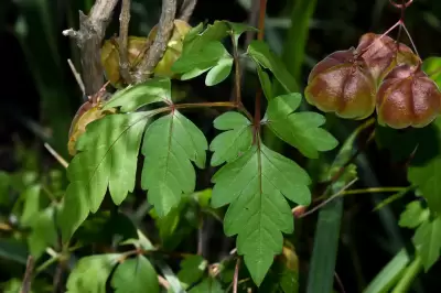 Cardiospermum halicacabum L.