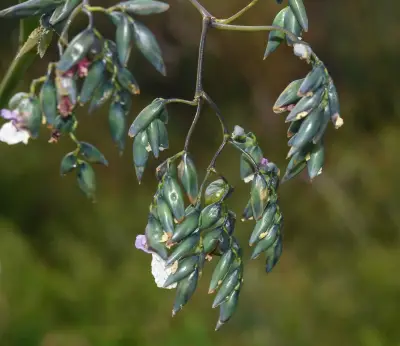 Thalia geniculata L.