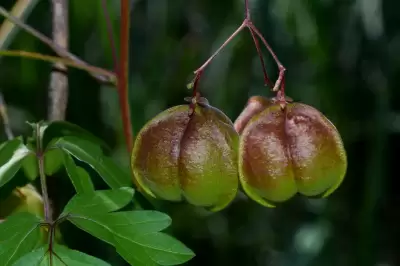 Cardiospermum halicacabum L.