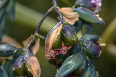 Thalia geniculata L.