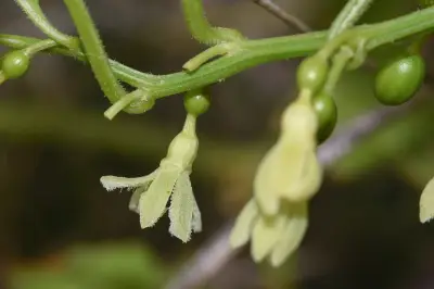 Cayaponia martiana (Cogn.) Cogn.