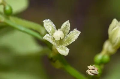 Cayaponia martiana (Cogn.) Cogn.