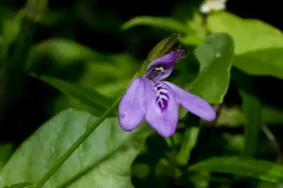 Justicia laevilinguis (Nees) Lindau