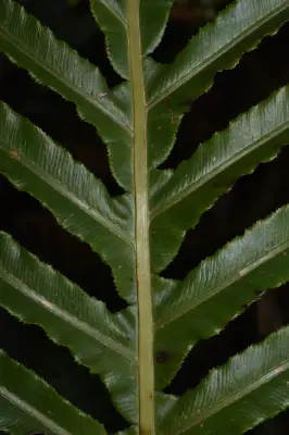 Neoblechnum brasiliense (Desv.) Gasper & V.A.O.Dittrich