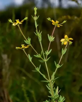 Hypericum brasiliense Choisy