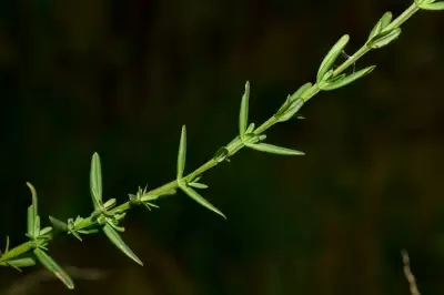 Hypericum brasiliense Choisy