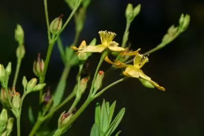 Hypericum brasiliense Choisy