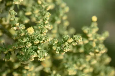 Artemisia annua L.