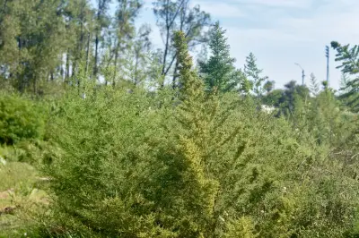 Artemisia annua L.