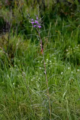 Lessingianthus rubricaulis (Bonpl.) H.Rob.