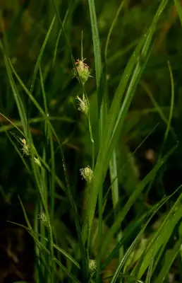 Carex phalaroides Kunth