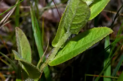 Pluchea oblongifolia DC.