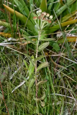 Pluchea oblongifolia DC.