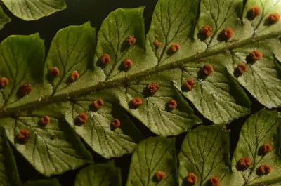 Dryopteris wallichiana (Spreng.) Hyl.