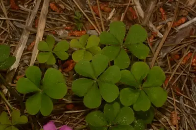 Oxalis articulata subsp. rubra (A.St.-Hil.) Lourteig