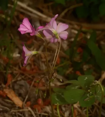 Oxalis articulata subsp. rubra (A.St.-Hil.) Lourteig