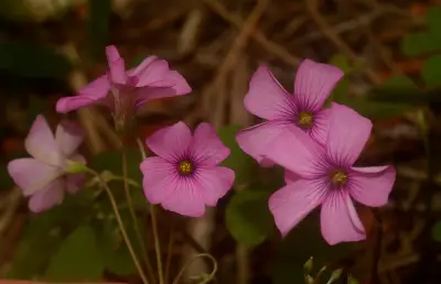 Oxalis articulata subsp. rubra (A.St.-Hil.) Lourteig