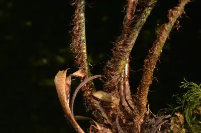 Dryopteris wallichiana (Spreng.) Hyl.