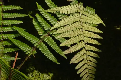 Dryopteris wallichiana (Spreng.) Hyl.
