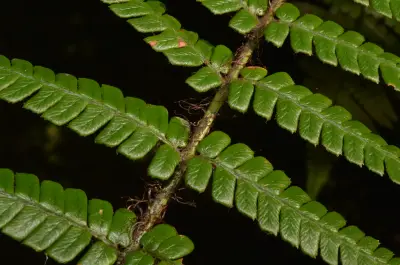 Dryopteris wallichiana (Spreng.) Hyl.