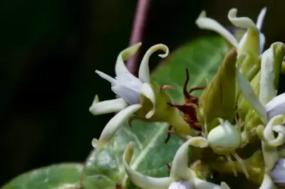 Oxypetalum macrolepis (Hook. & Arn.) Decne.