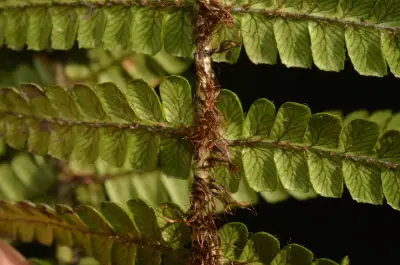 Dryopteris wallichiana (Spreng.) Hyl.
