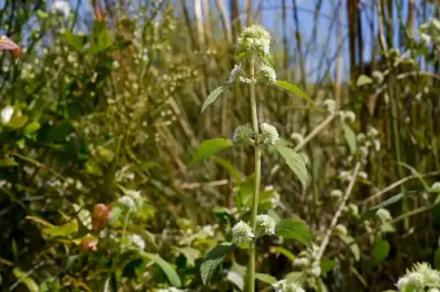 Hyptis brevipes Poit.