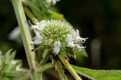 Hyptis brevipes Poit.