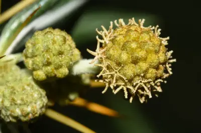 Xanthium spinosum L.