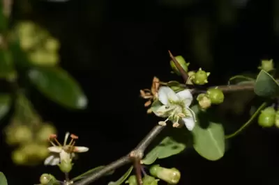 Lycium boerhaviifolium L.f.