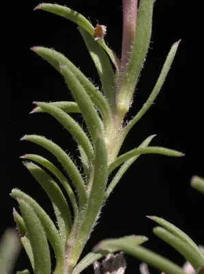 Grindelia linearifolia Adr.Bartoli, Tortosa & Marchesi