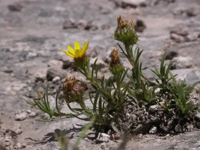 Grindelia linearifolia Adr.Bartoli, Tortosa & Marchesi