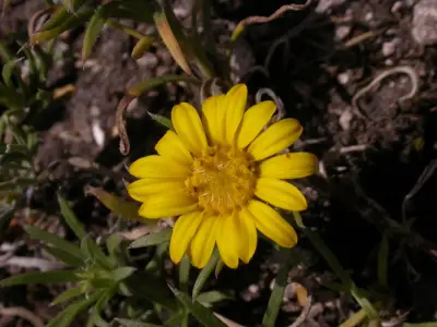 Grindelia linearifolia Adr.Bartoli, Tortosa & Marchesi