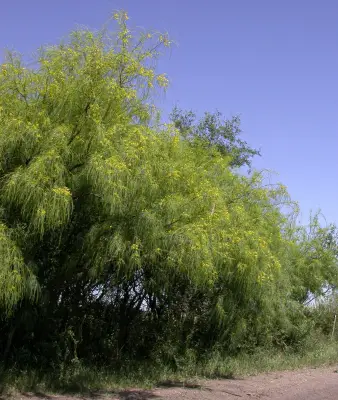 Parkinsonia aculeata L.