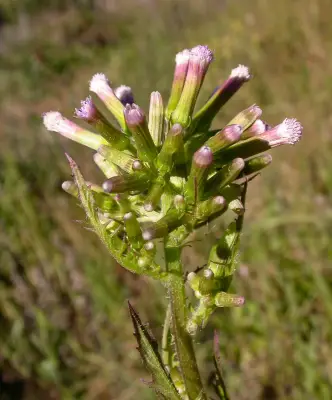 Erechtites valerianifolius (Link ex Spreng.) DC.