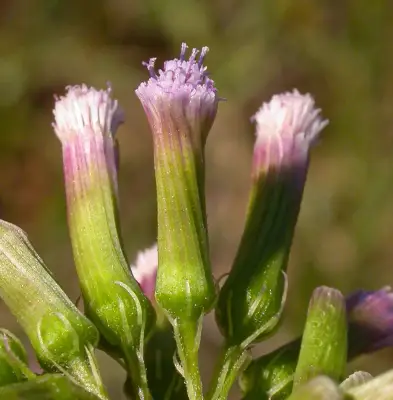 Erechtites valerianifolius (Link ex Spreng.) DC.