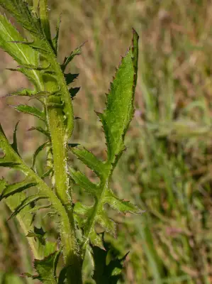 Erechtites valerianifolius (Link ex Spreng.) DC.