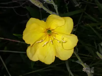 Oenothera ravenii subsp. ravenii