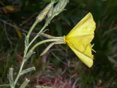 Oenothera ravenii subsp. ravenii