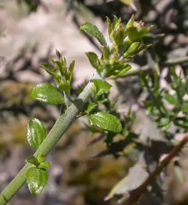 Colletia paradoxa (Spreng.) Escal.